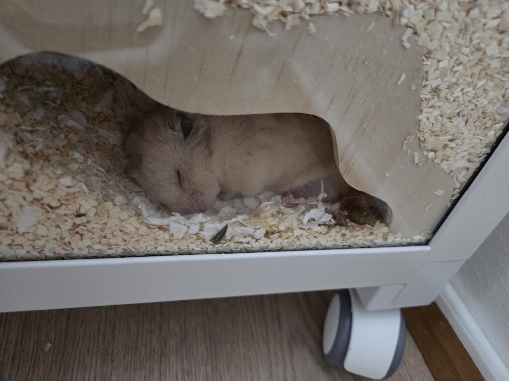 Nocturnal hamster sleeping curled in bedding UK home day