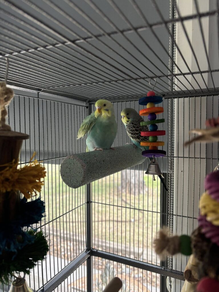 Normal budgie yawning with open beak relaxed UK home
