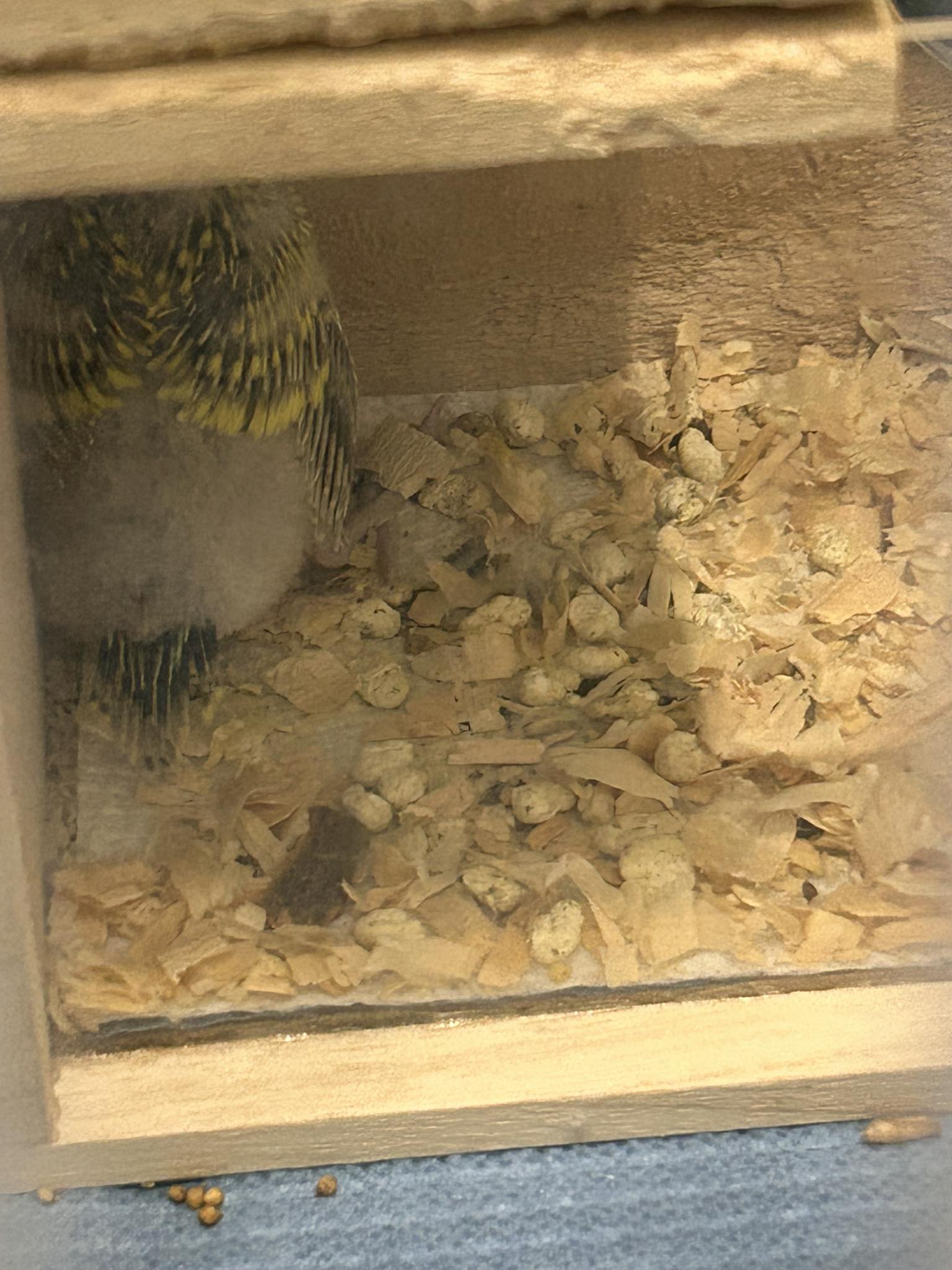 Normal healthy budgie dropping three parts identified UK