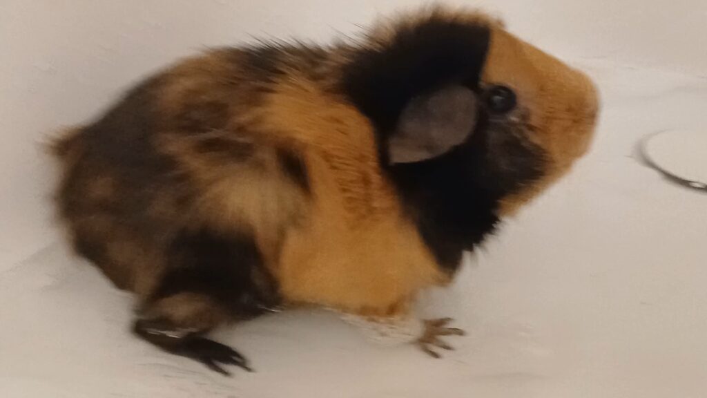 Overweight guinea pig diabetes risk UK