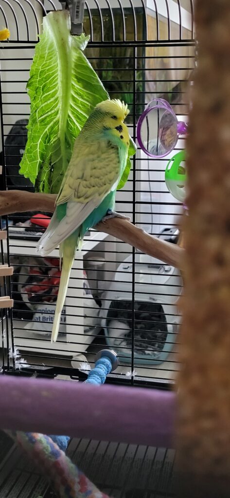 Owner checking quiet budgie Paradise Pets Swindon