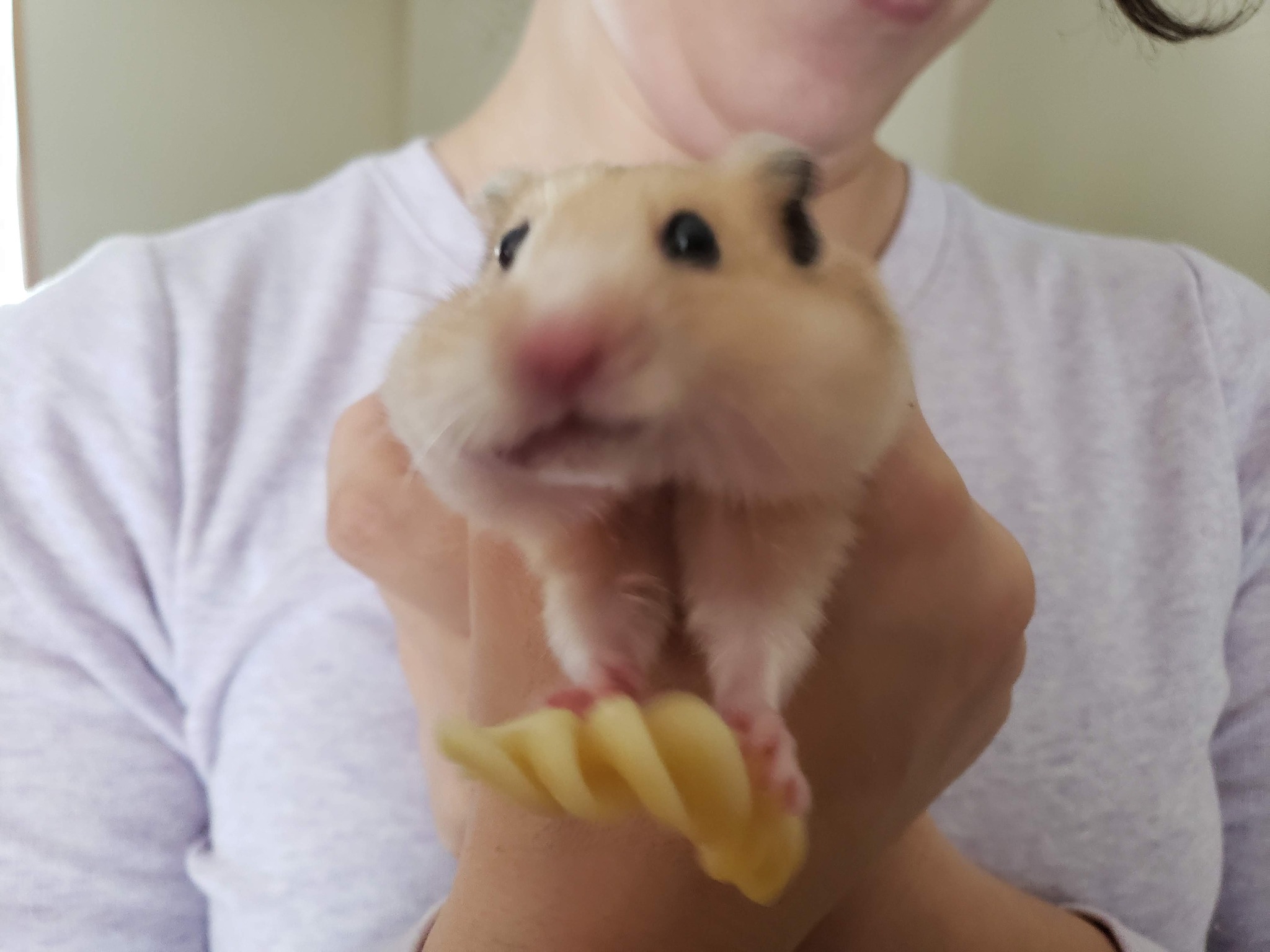Owner holding hamster gently UK