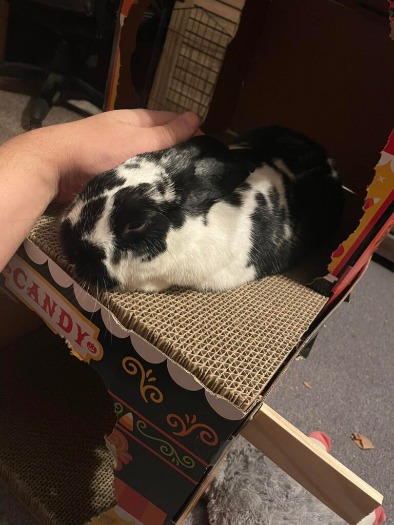 Owner holding rabbit gently UK