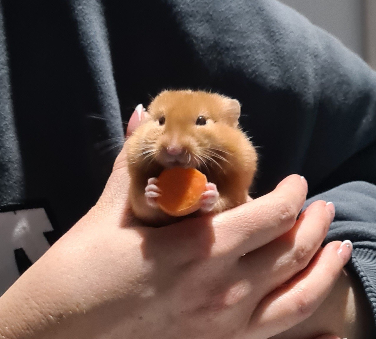 Owner warming unresponsive gerbil in cupped hands UK