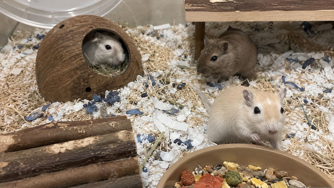 Pair of Mongolian gerbils together in UK pet shop