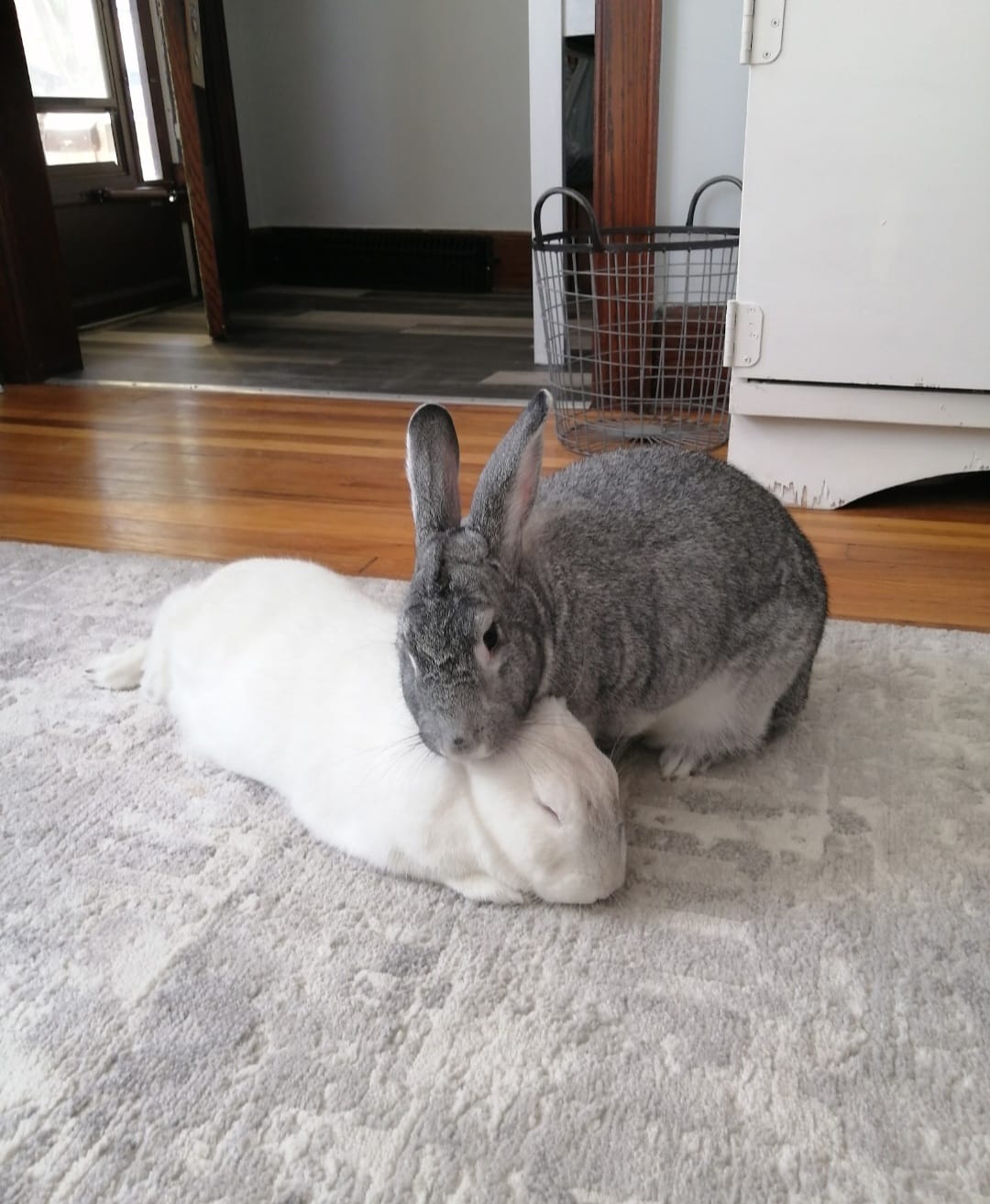 Pair of bonded rabbits grooming together UK indoor pets
