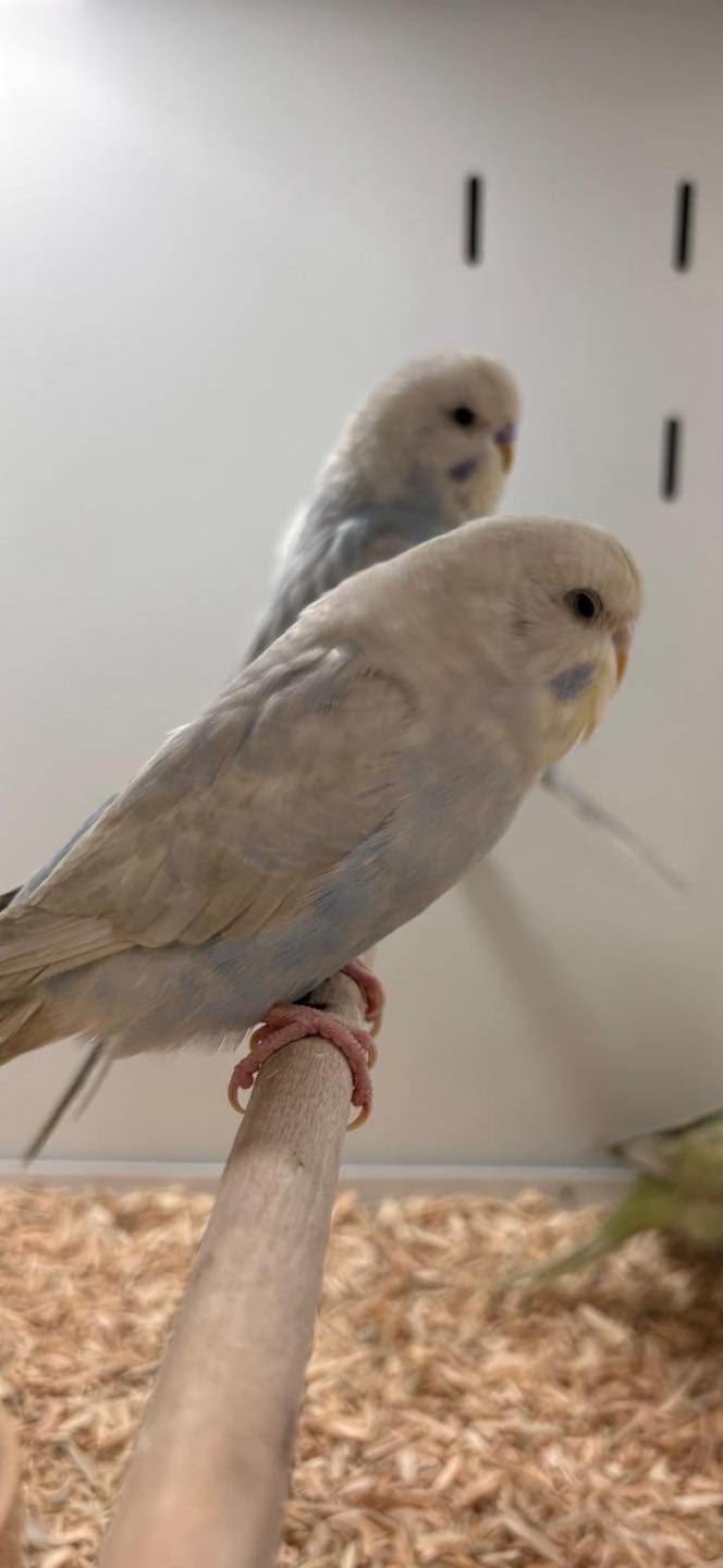 Pair of budgies at Paradise Pets Swindon