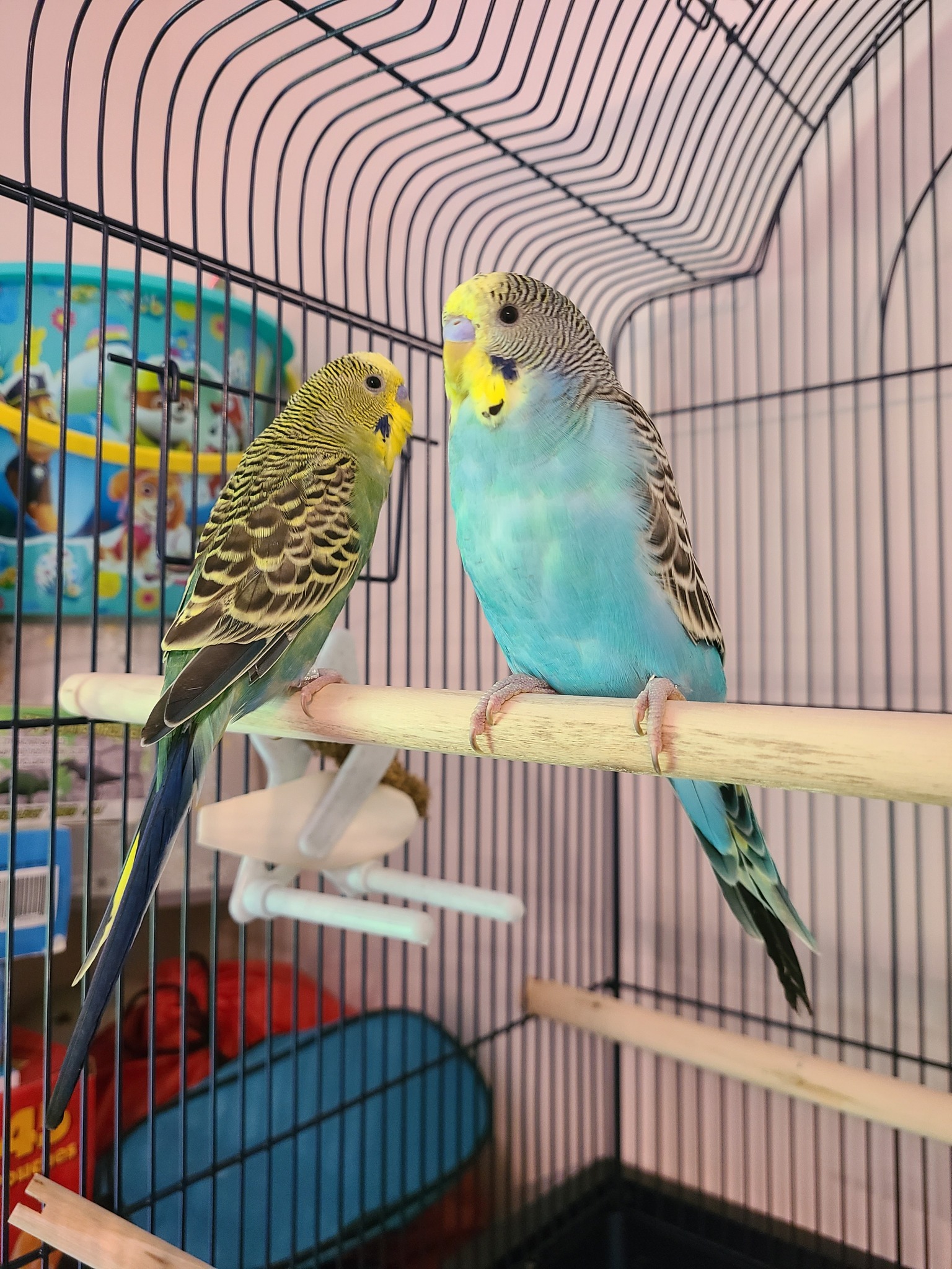  Pair of budgies in cage in UK family home
