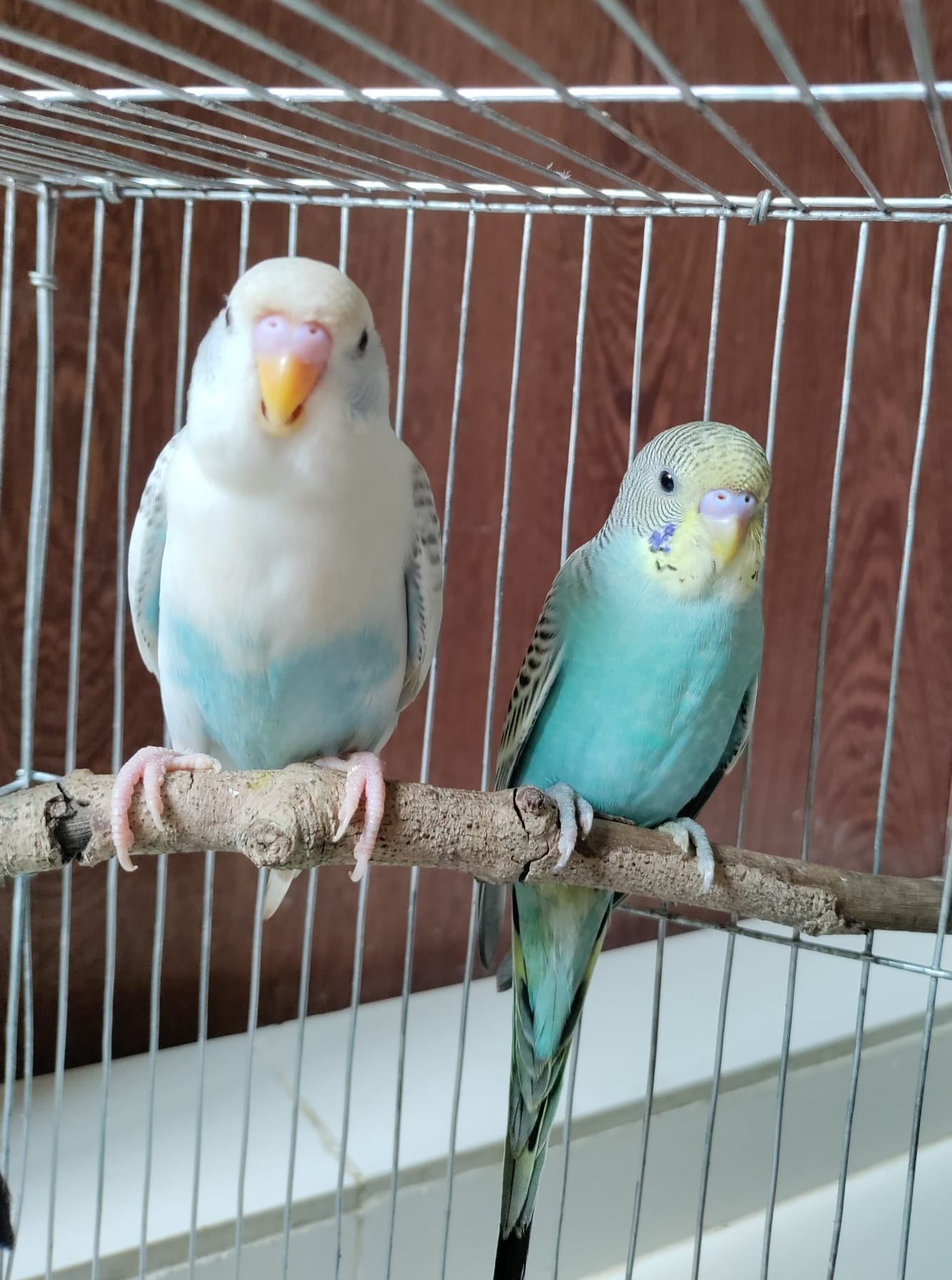 Pair of budgies together in aviary at Paradise Pets Swindon Wiltshire