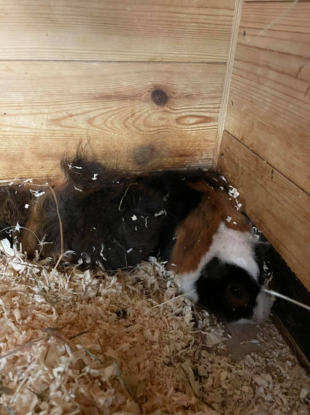 Pair of guinea pigs for sale at Paradise Pets Swindon