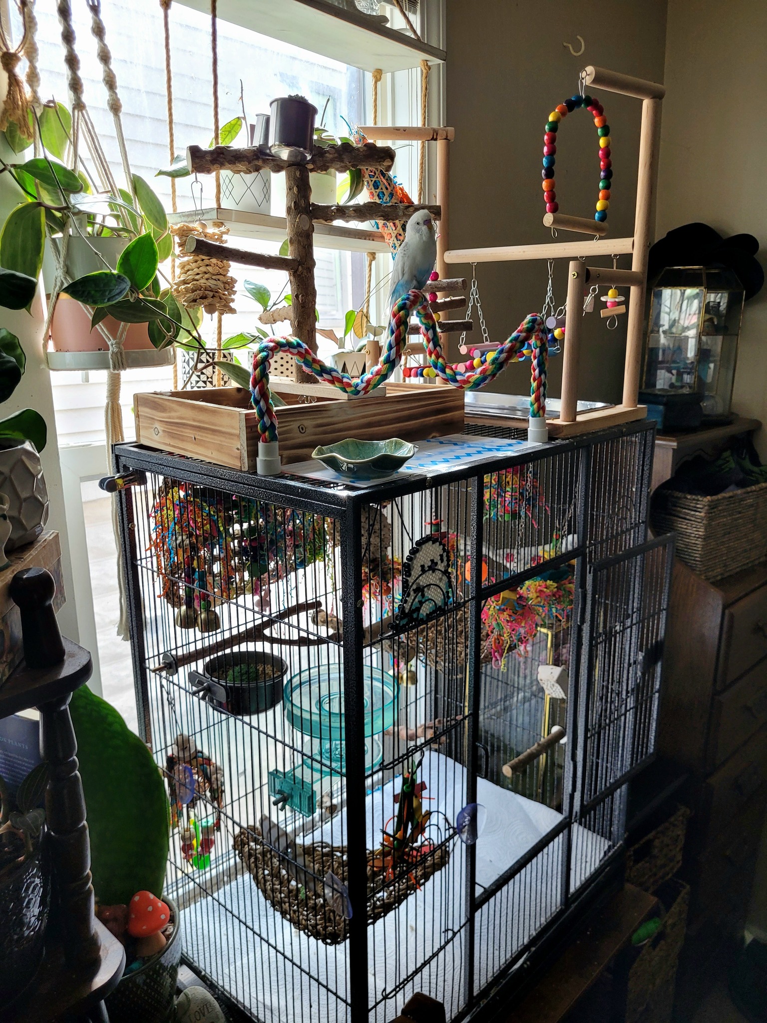 Paradise Pets Swindon budgie cage advice