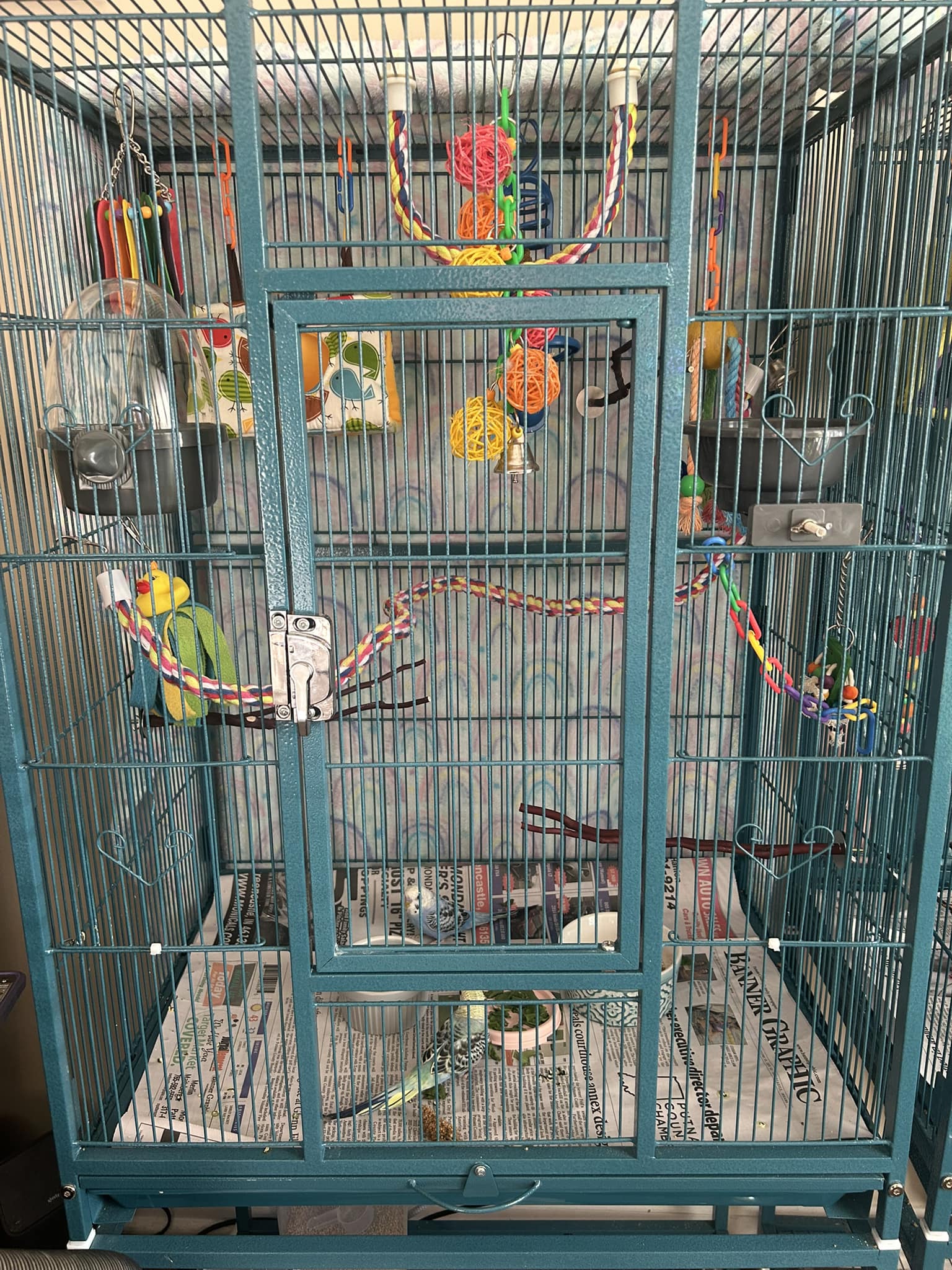 Pet bird cage with scattered seed husks UK home reality