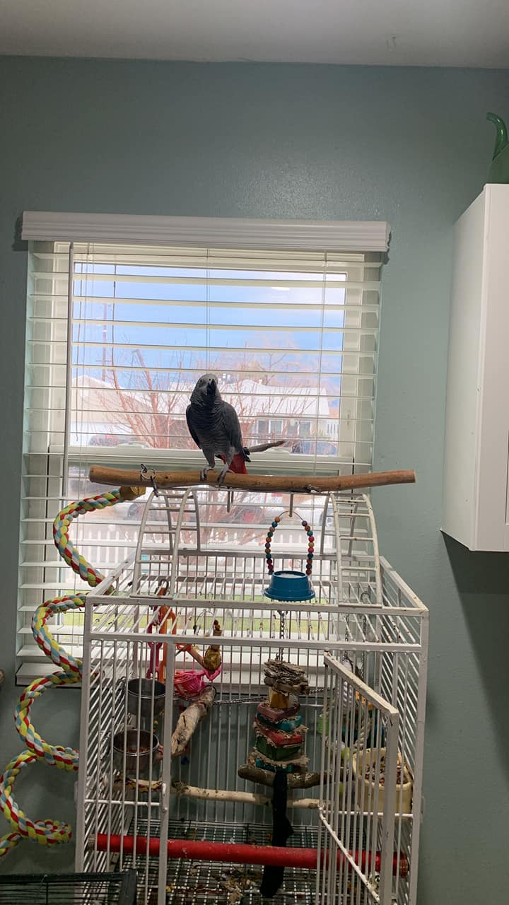 Pet bird enjoying out-of-cage time interaction UK home