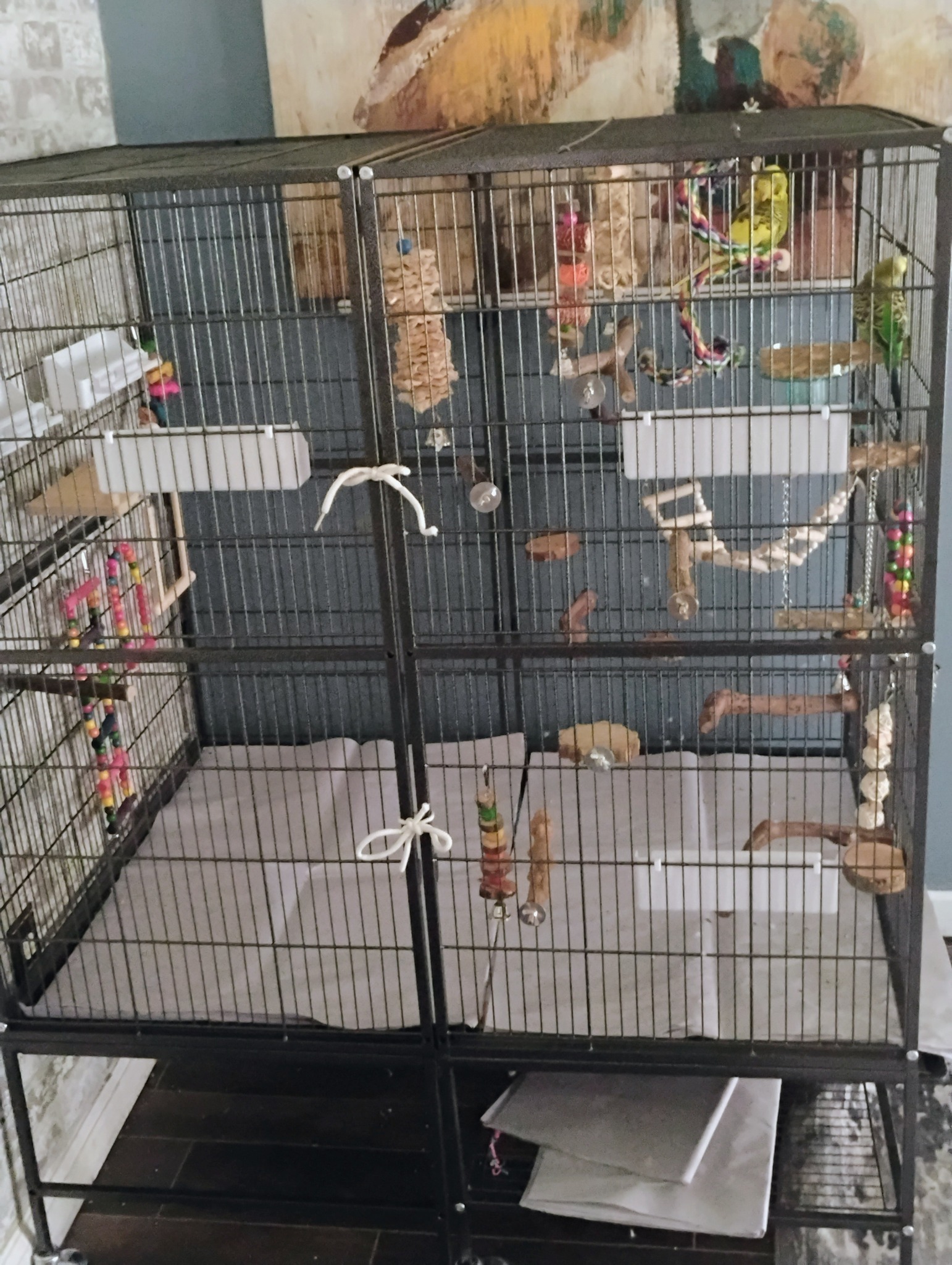 Plain paper cage liner for checking budgie droppings daily