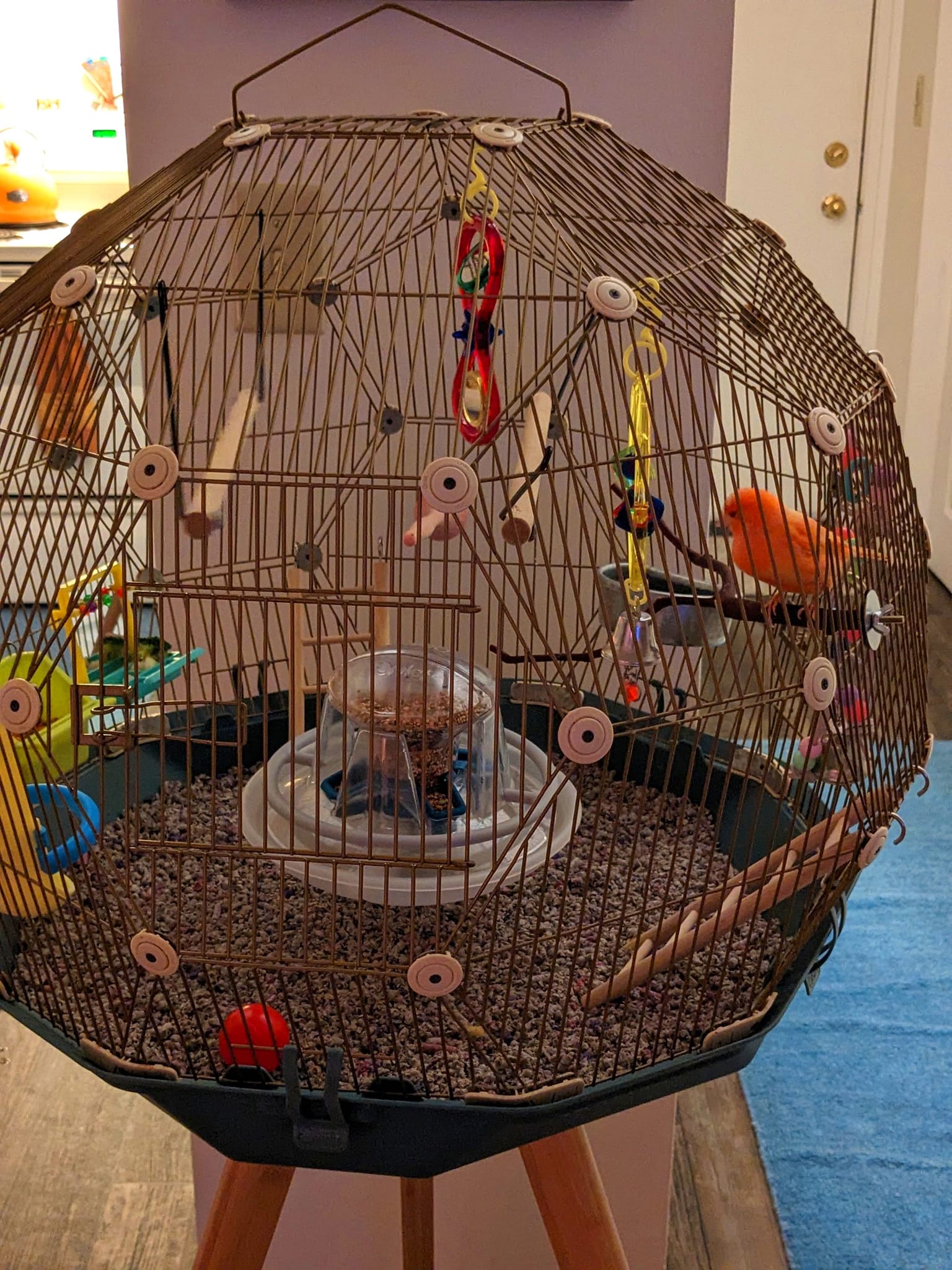 Proper canary cage setup wide horizontal flight space