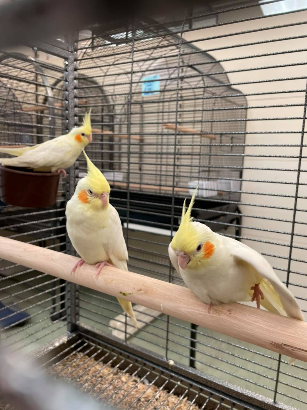 Proper cockatiel cage setup with perches and toys