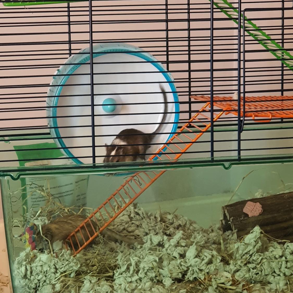 Proper gerbilarium tank setup with deep bedding for digging
