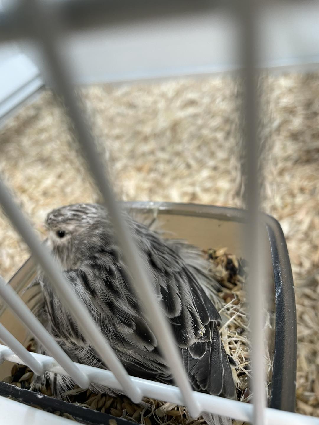 Proper long canary cage setup with horizontal flying space