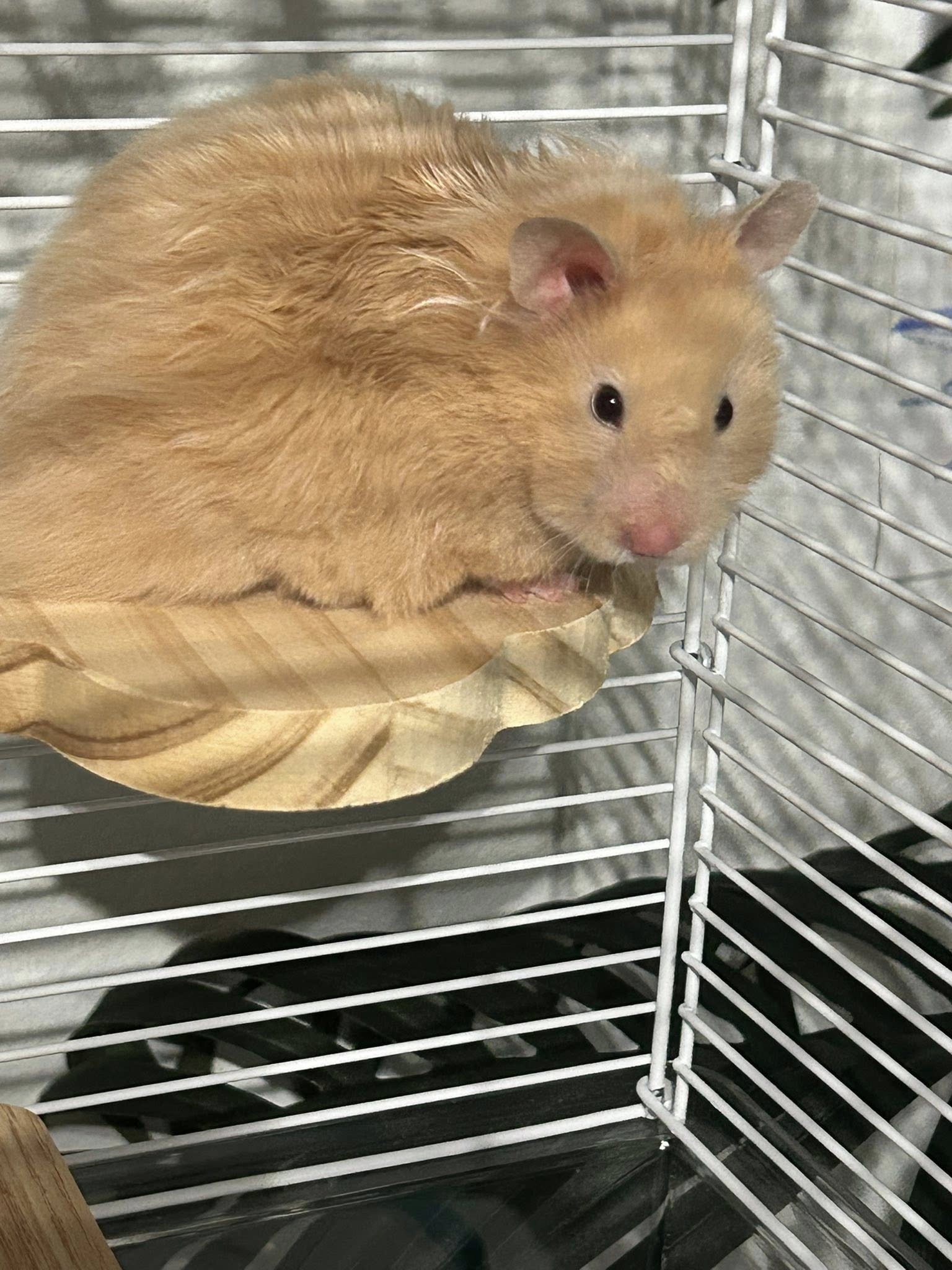 Proper sized hamster cage with deep bedding setup for Syrian hamster