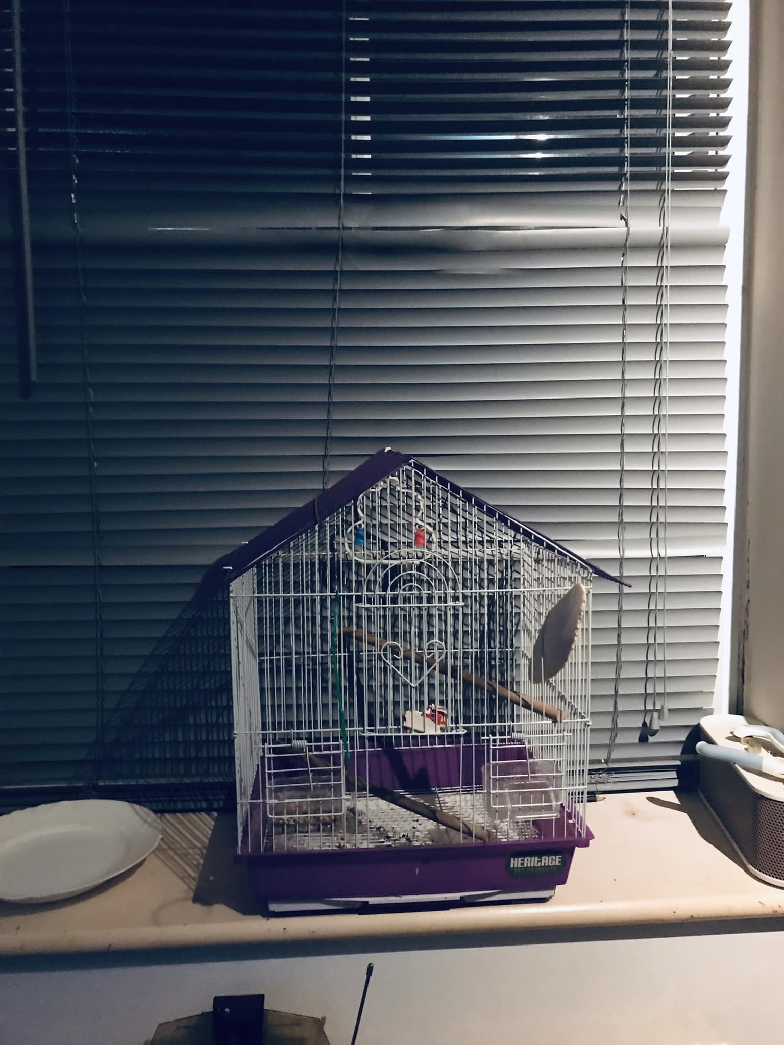 Proper spacious bird cage versus small starter cage UK