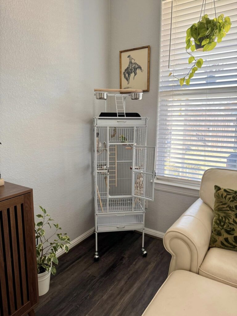 Properly placed budgie cage in UK home living room setup