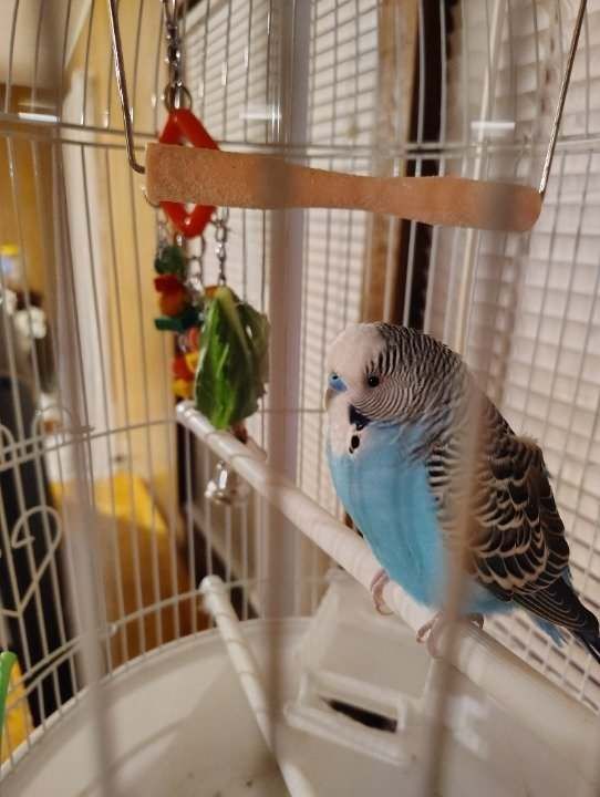 Properly prepared apple slice no seeds core UK budgie safe