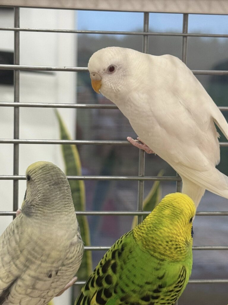 Quality budgie seed mix variety millet canary UK feed