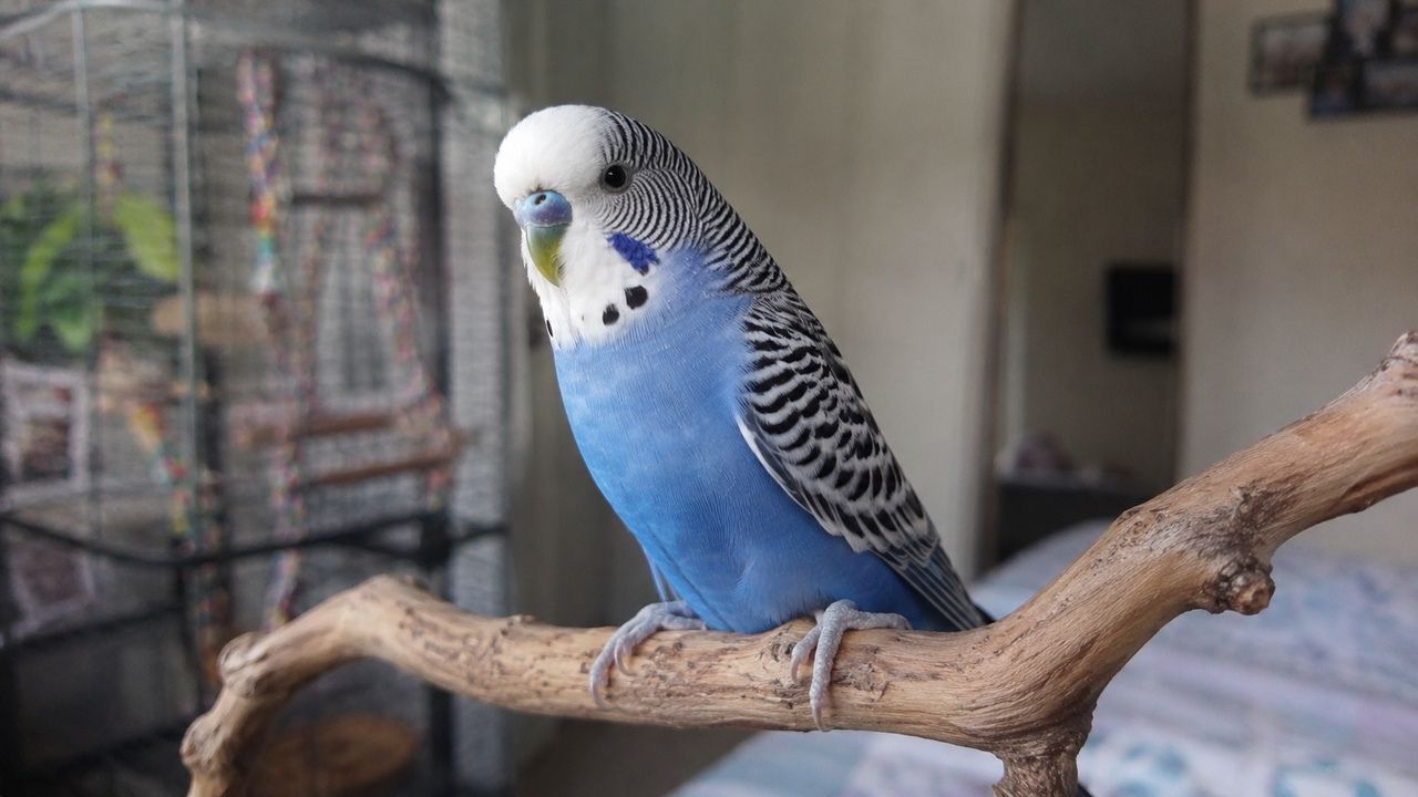 Quiet budgie on perch UK owner guide