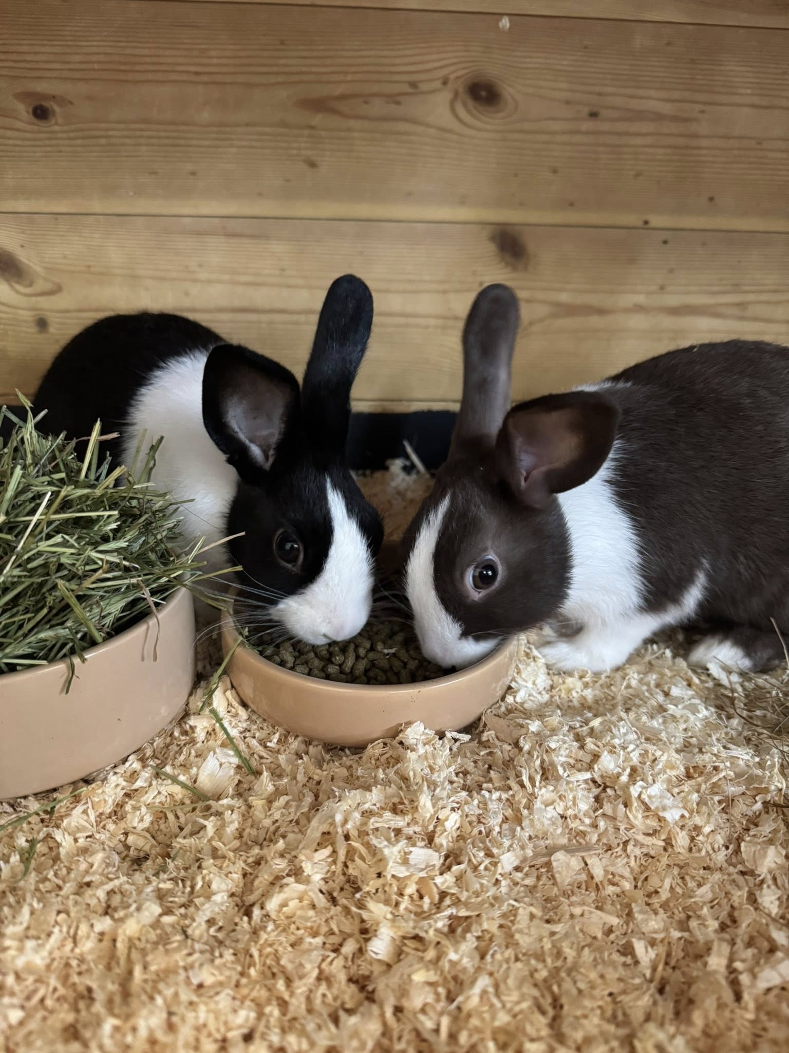 Rabbit at Paradise Pets Swindon pet shop