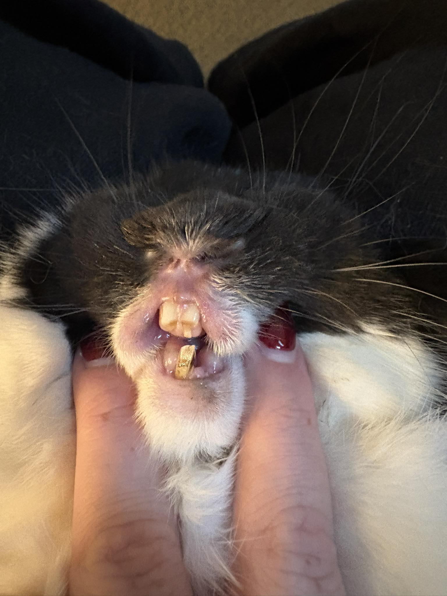 Rabbit being examined by a vet for dental problems including overgrown teeth
