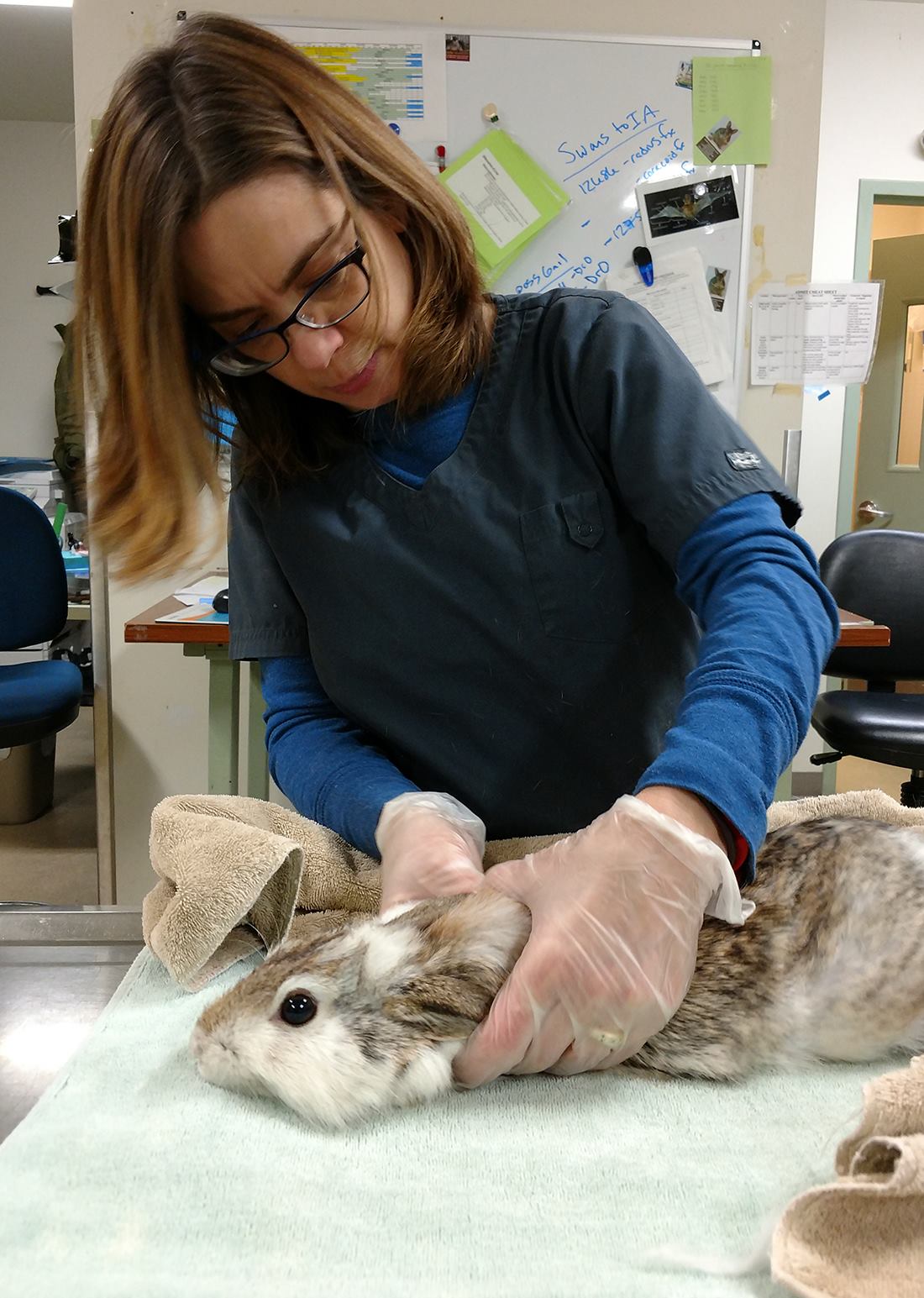 Rabbit being examined by a vet for pain and illness at a UK clinic