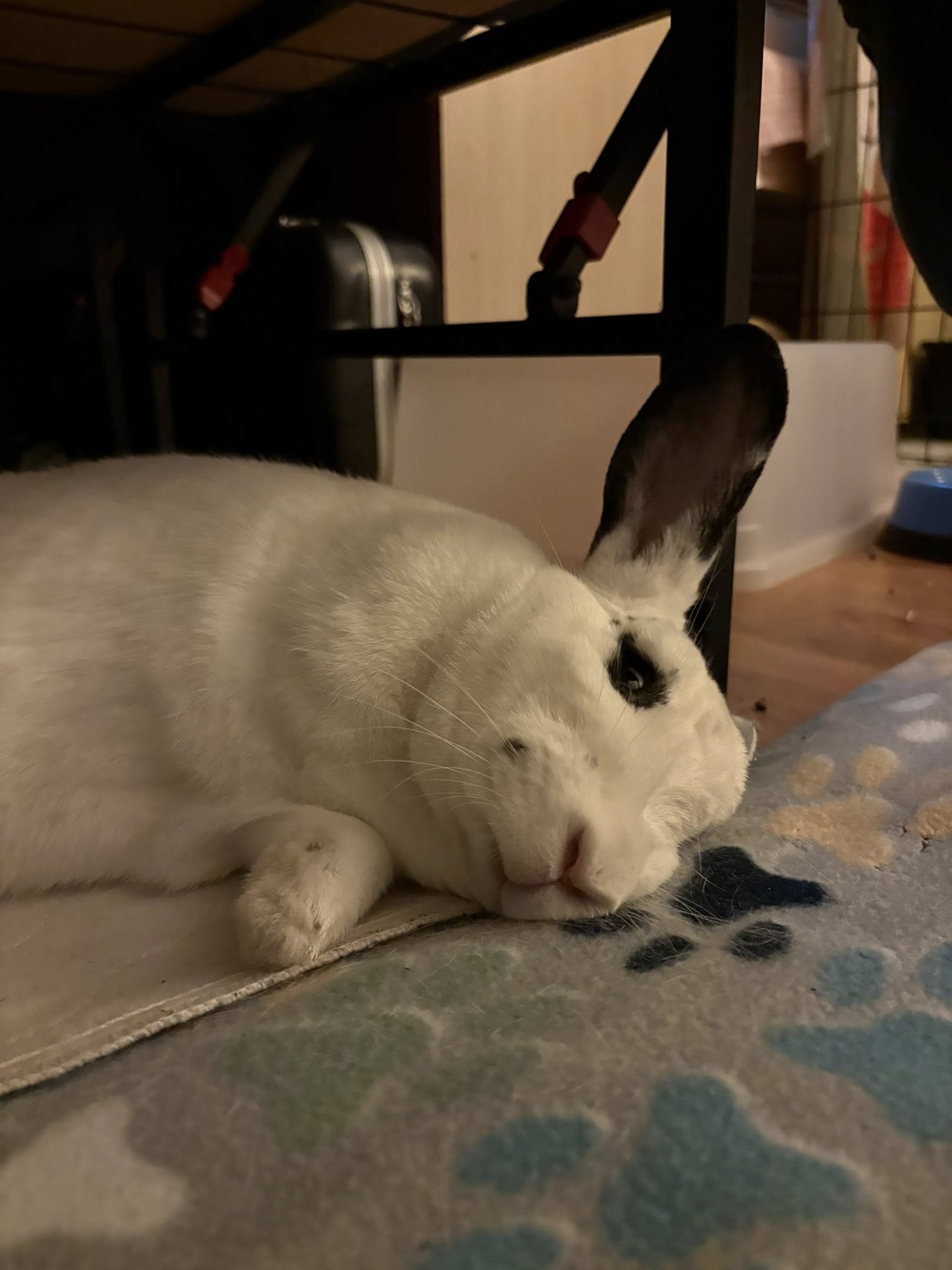 Rabbit breathing rapidly at rest — emergency warning sign UK