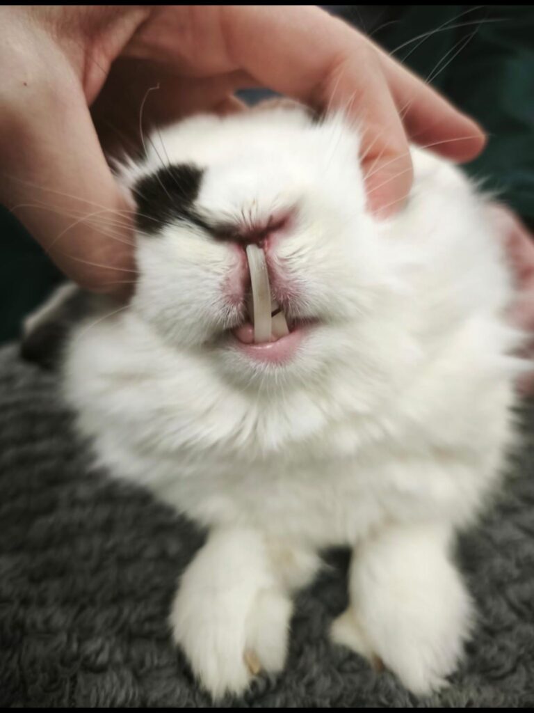 Rabbit dental check teeth close-up UK