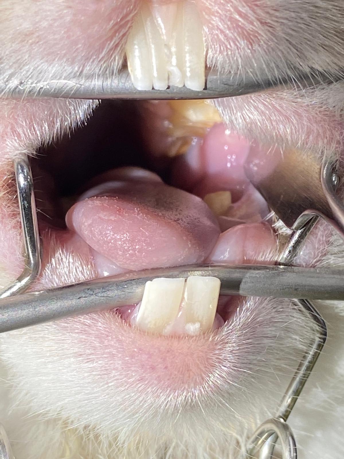 Rabbit dental check vet UK