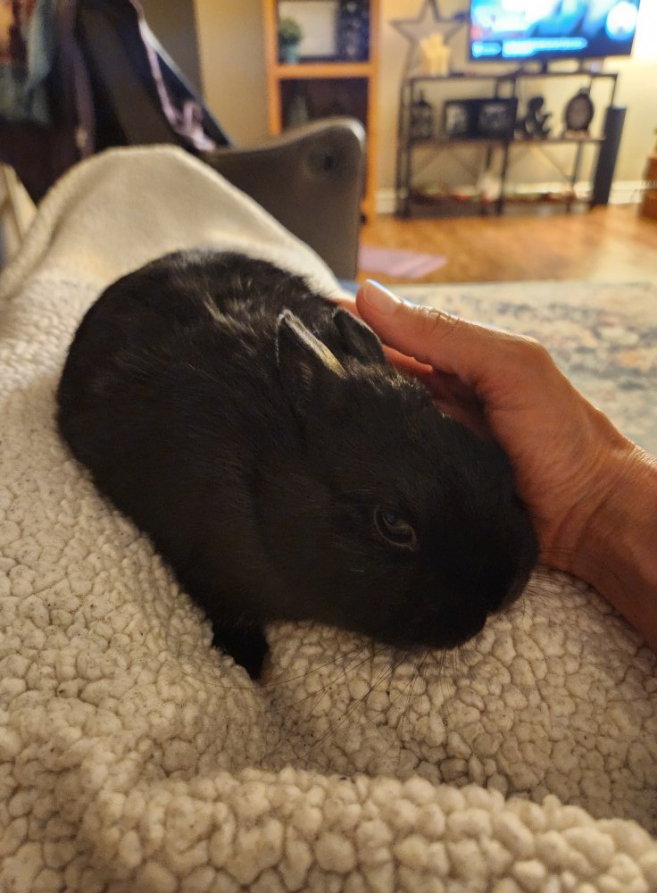 Rabbit droppings changes sign of GI stasis in UK pet rabbit