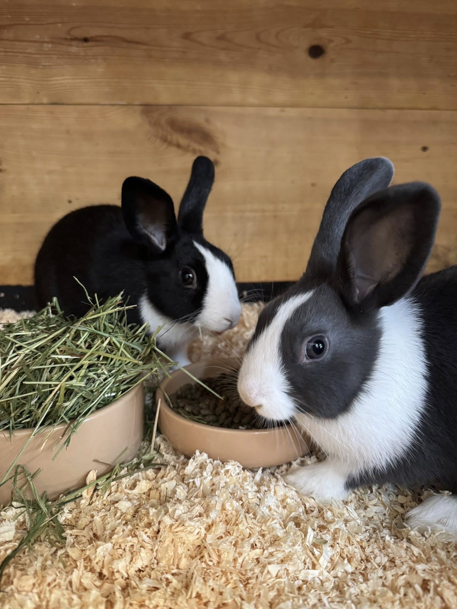 Rabbit eating hay at Paradise Pets Swindon pet shop