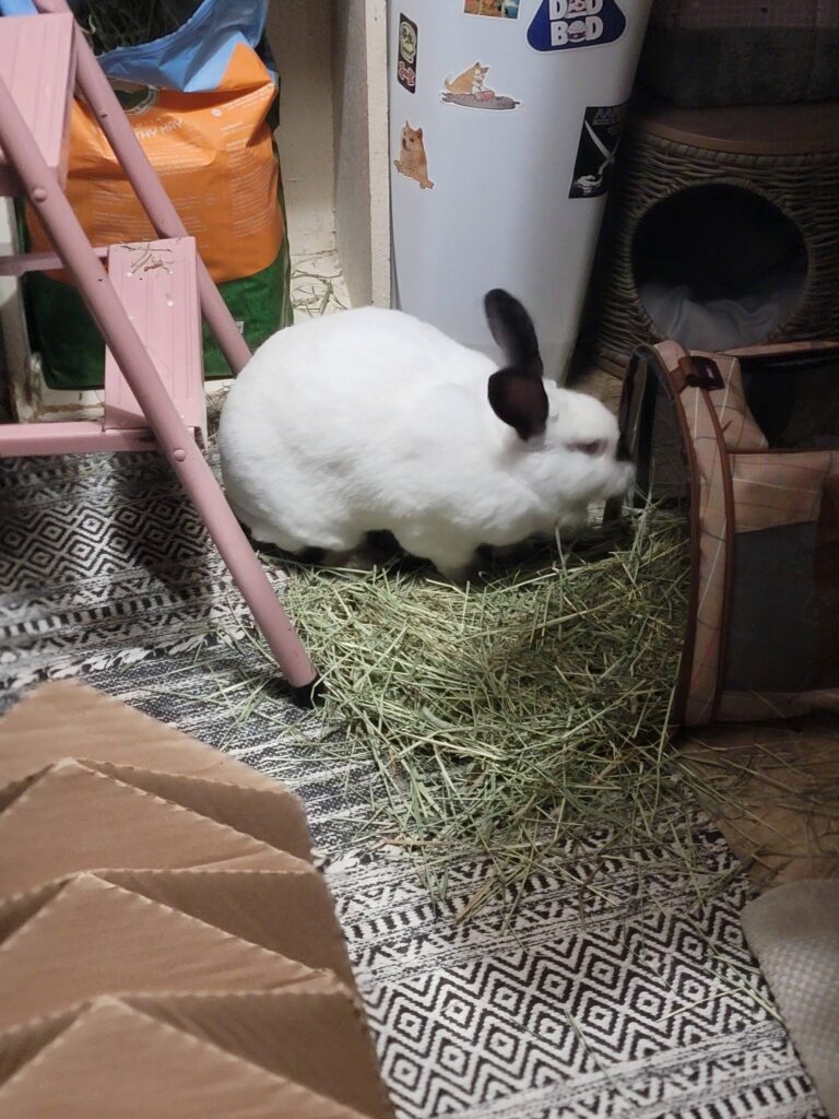 Rabbit eating hay from rack UK