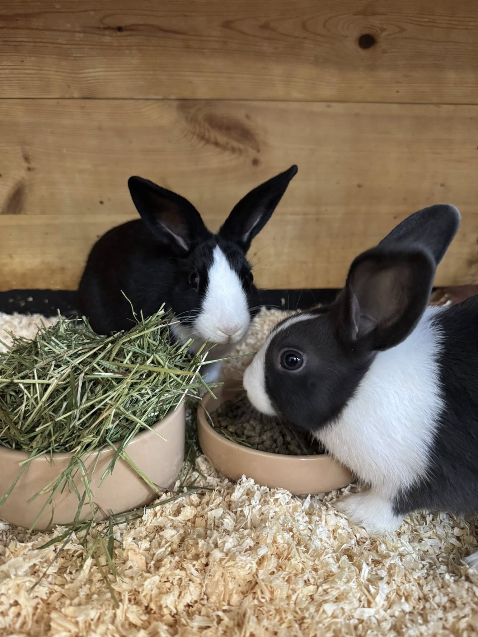 Rabbit eating hay — correct diet for pet rabbits