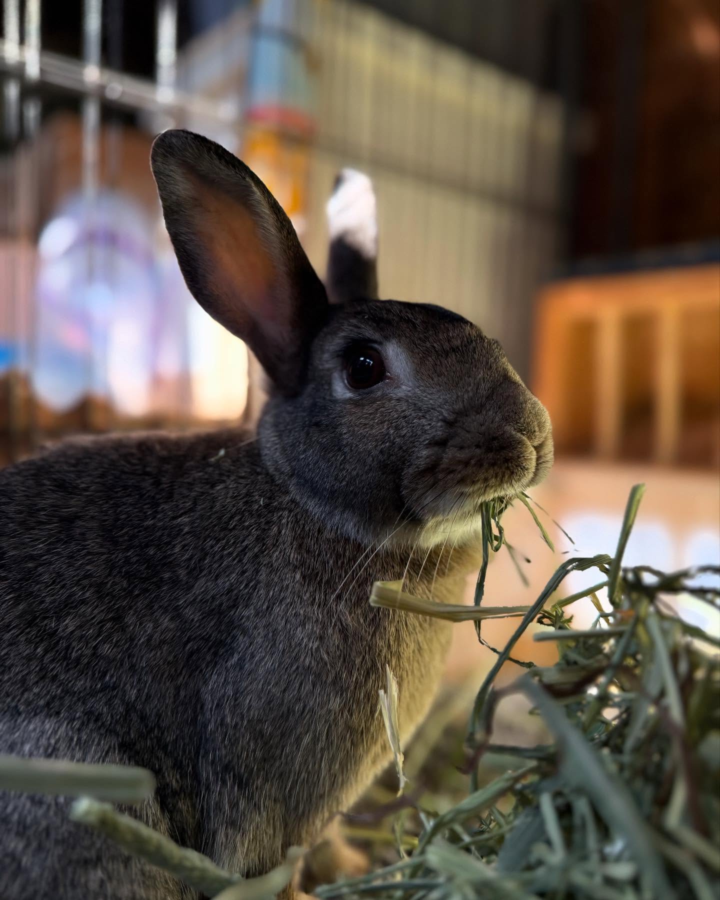 Rabbit hiding illness alert in hutch before collapse