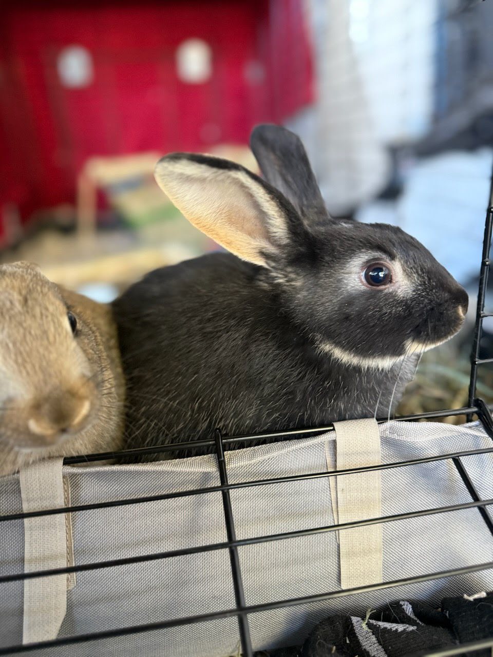 Rabbit hiding in corner of hutch showing signs of stress
