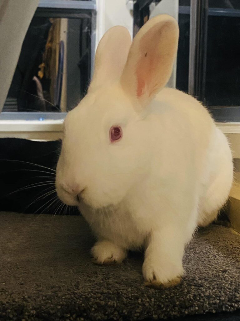 Rabbit hunched posture GI stasis warning sign