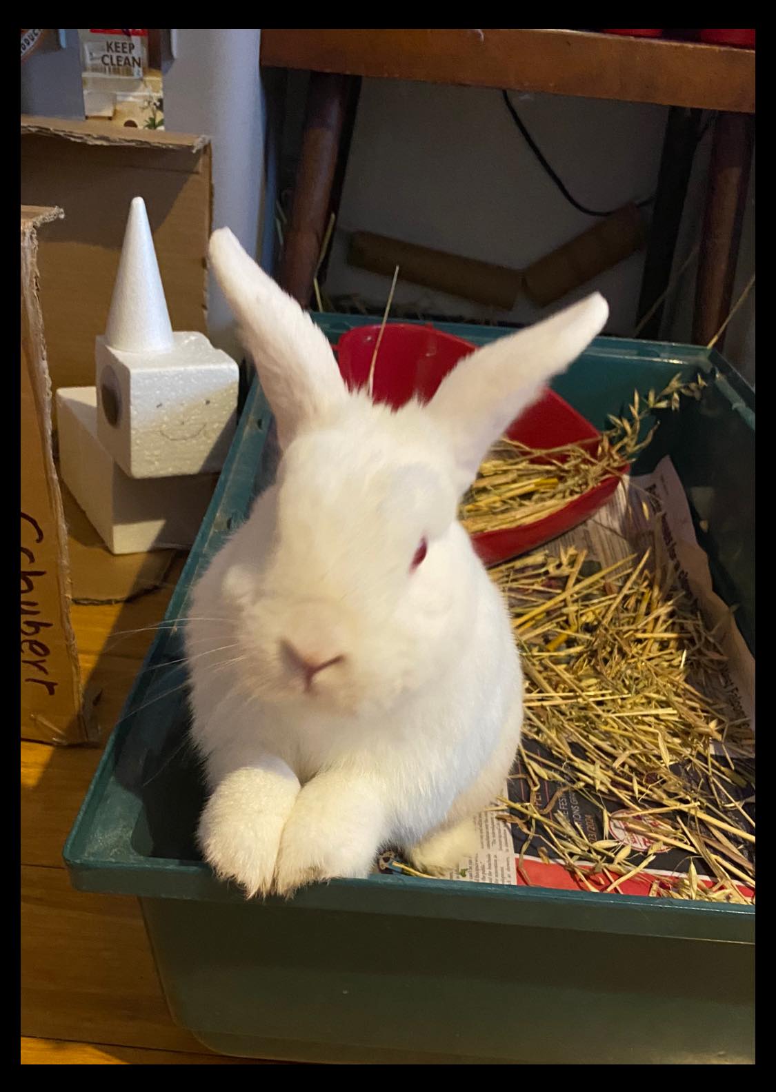 Rabbit ignoring hay and food — loss of appetite pain sign UK