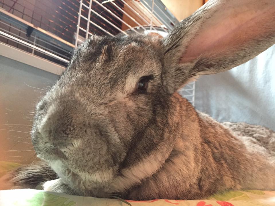 Rabbit nasal discharge sneezing UK