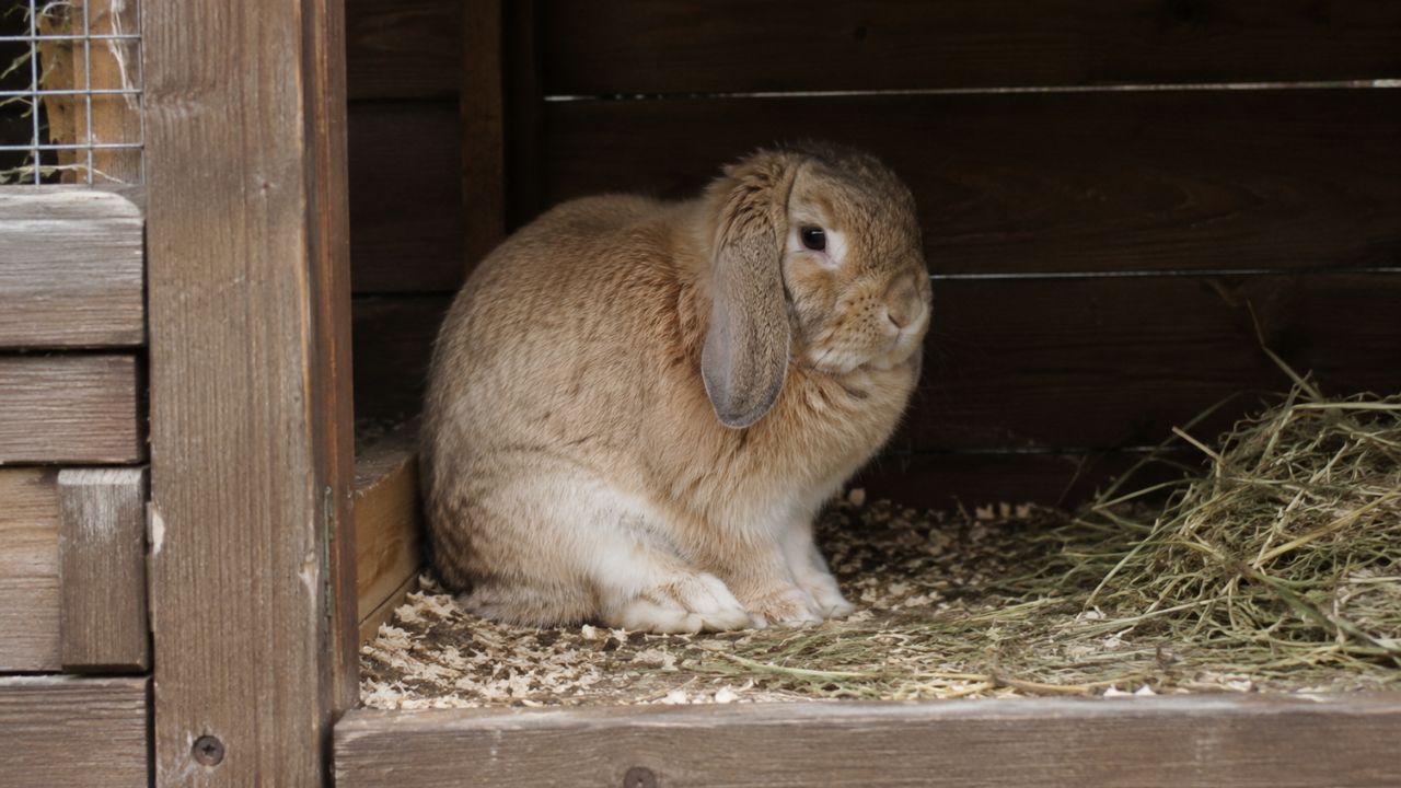 Rabbit not moving sitting still in UK hutch warning sign