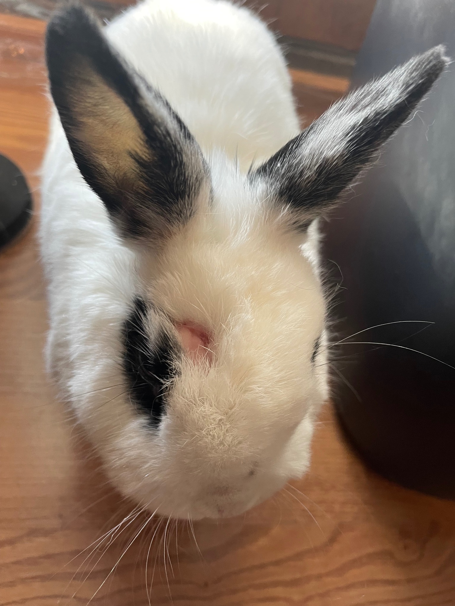 Rabbit over grooming or neglecting coat — pain sign UK owner