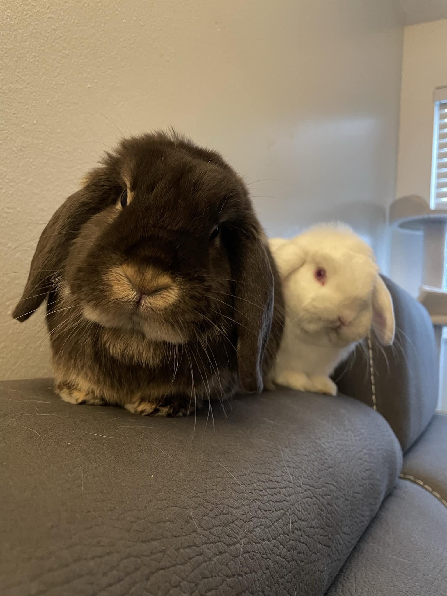 Rabbit showing aggression when handled — hidden pain sign UK