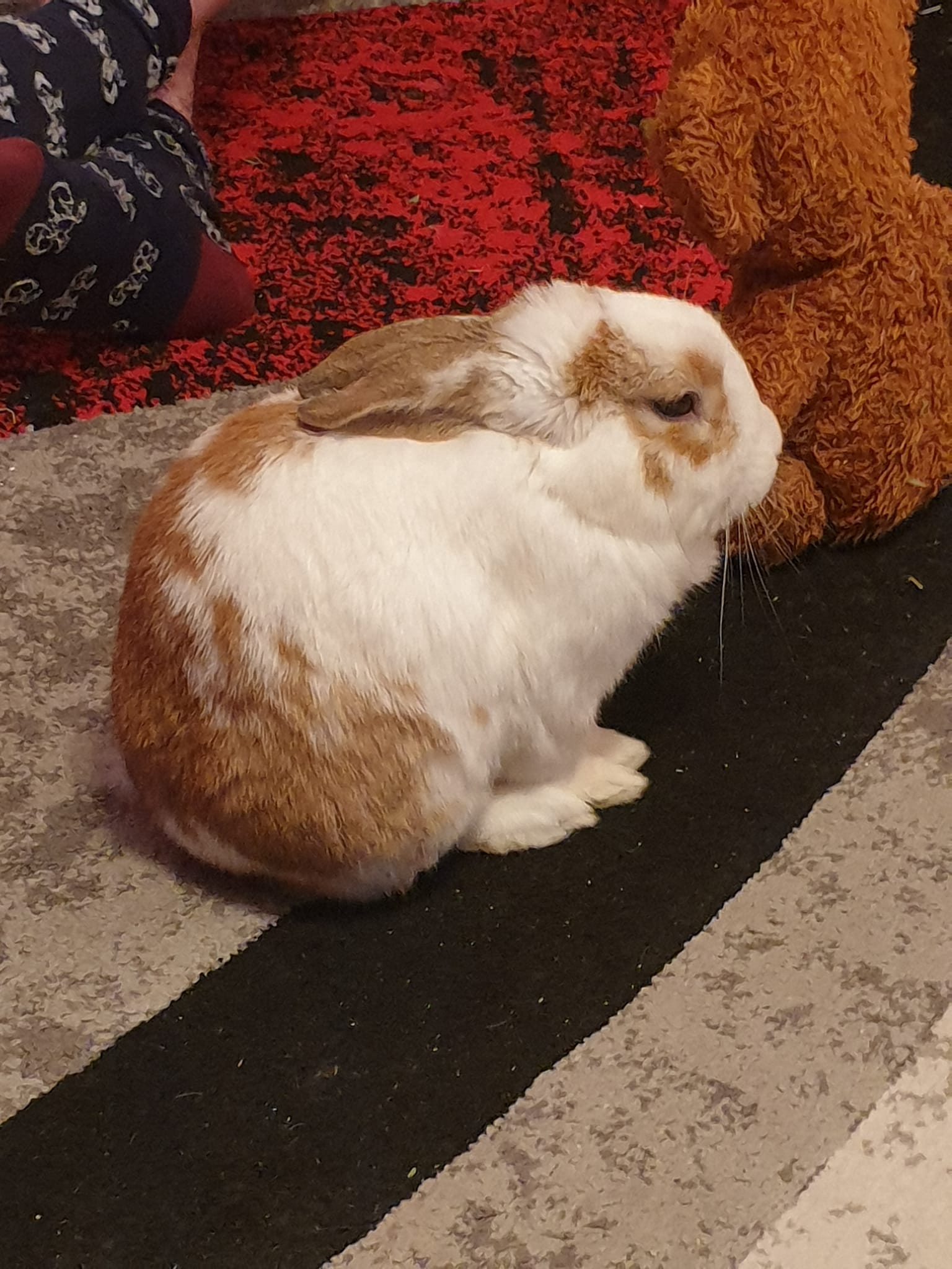 Rabbit showing hunched posture and not moving which are signs of gut stasis