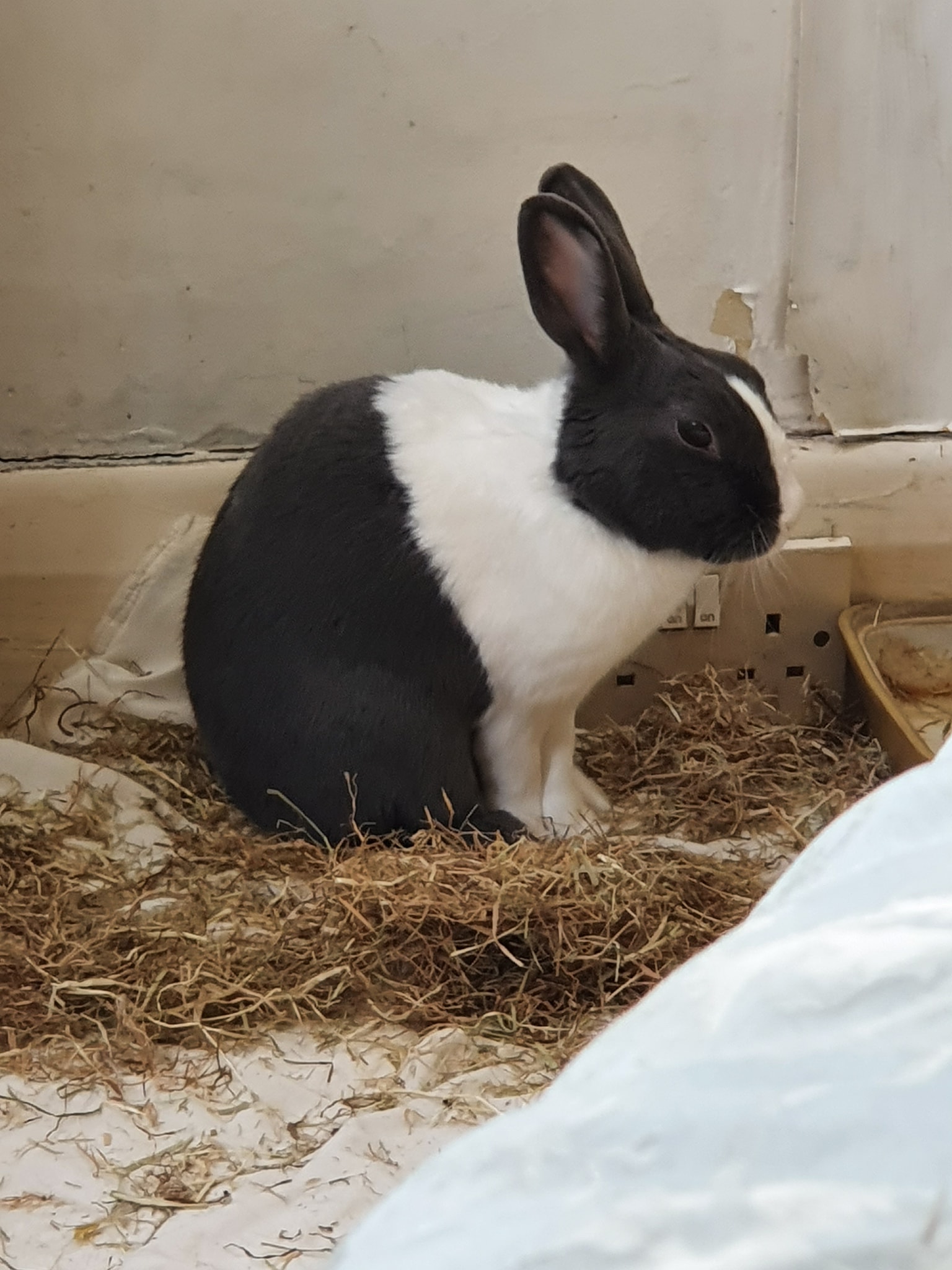 Rabbit sitting hunched and not eating in its hutch