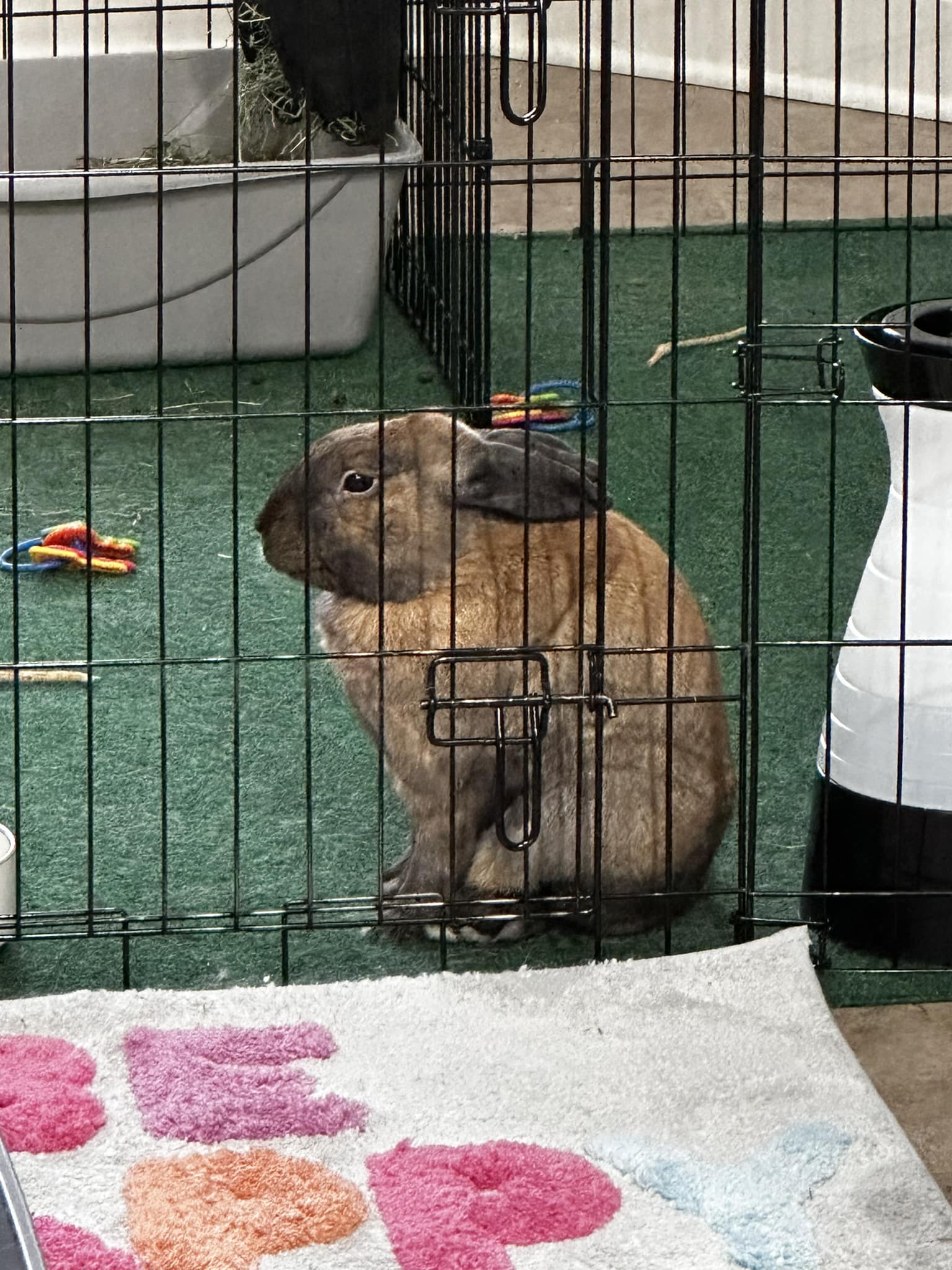 Rabbit sitting hunched in pain showing early warning sign UK owner