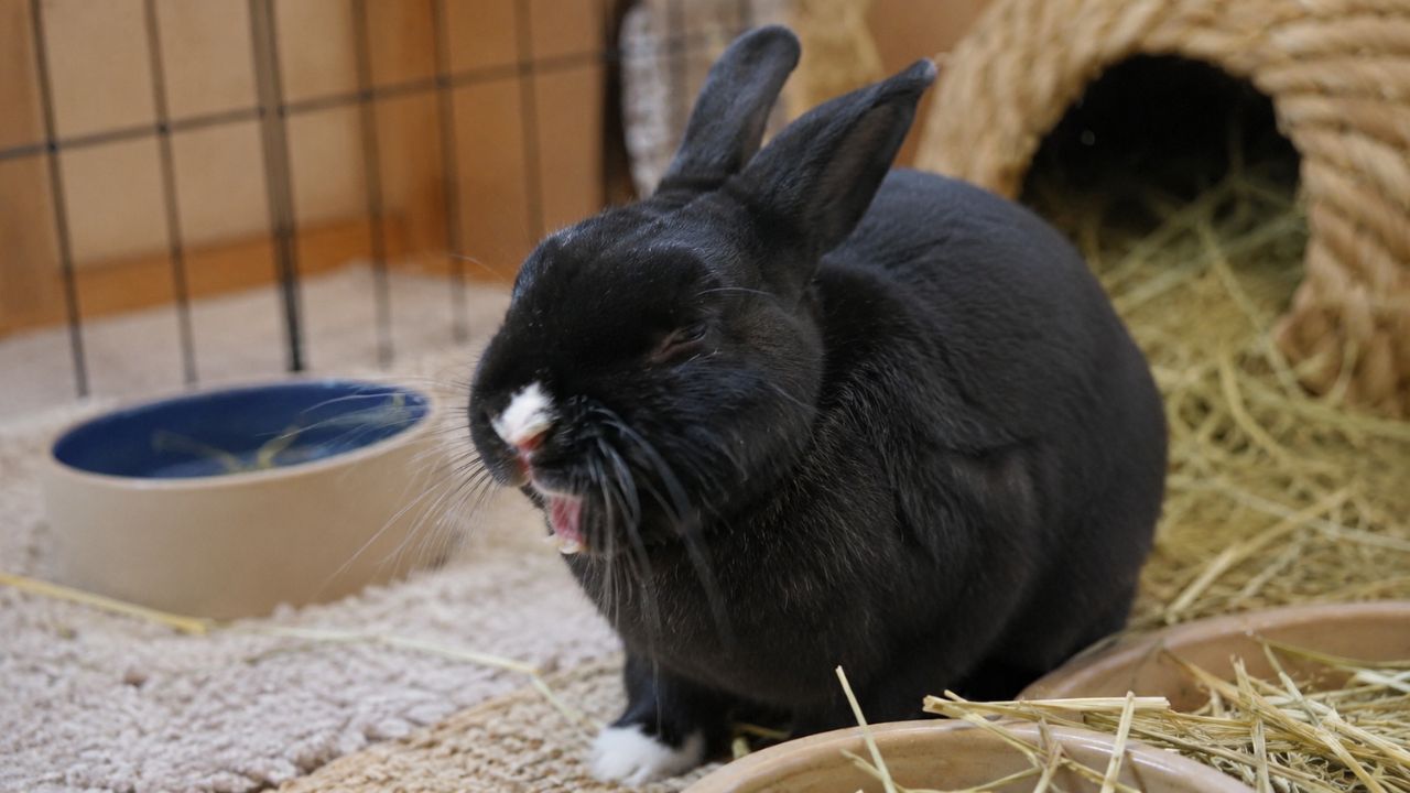 Rabbit sneezing UK owner guide Paradise Pets